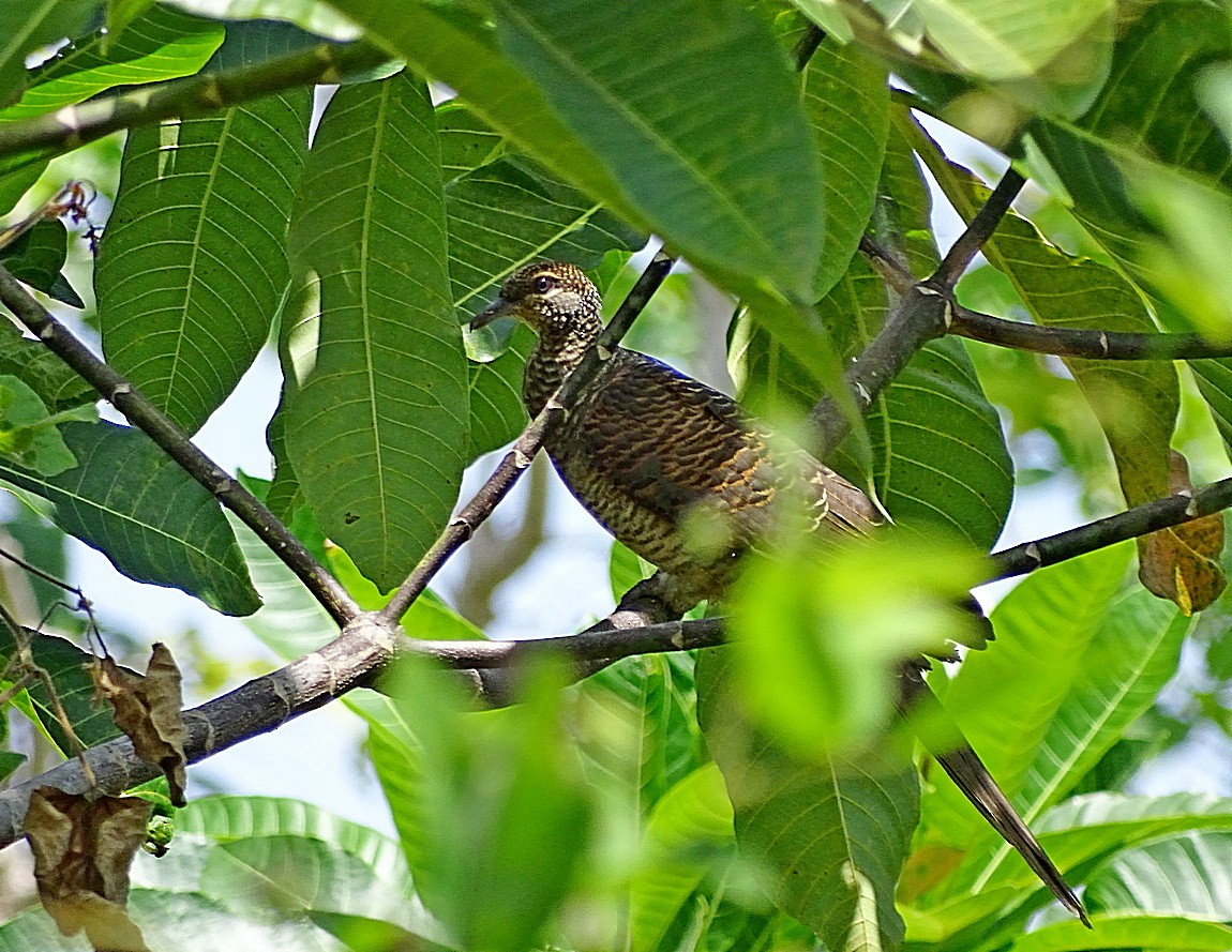 Tanimbar Cuckoo-Dove - ML205510811