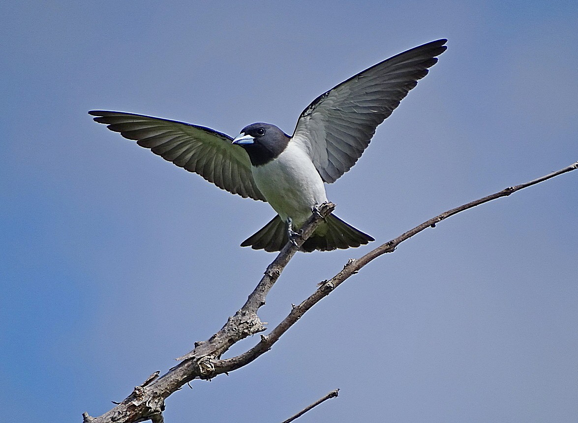 White-breasted Woodswallow - ML205510901