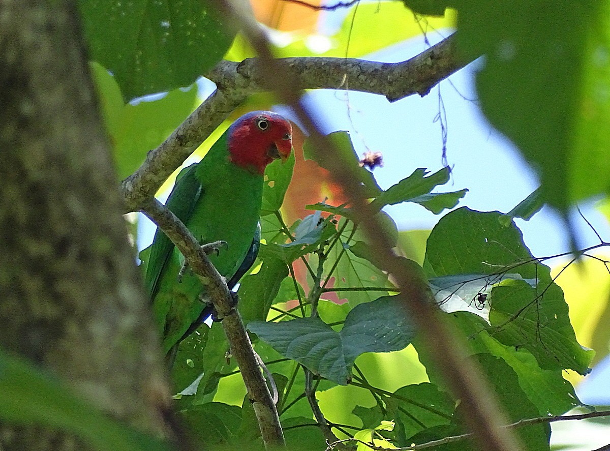 Red-cheeked Parrot - ML205510941