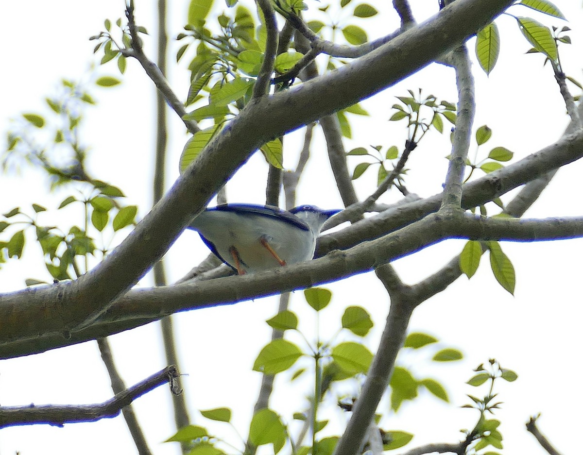 Hooded Tanager - ML205511041