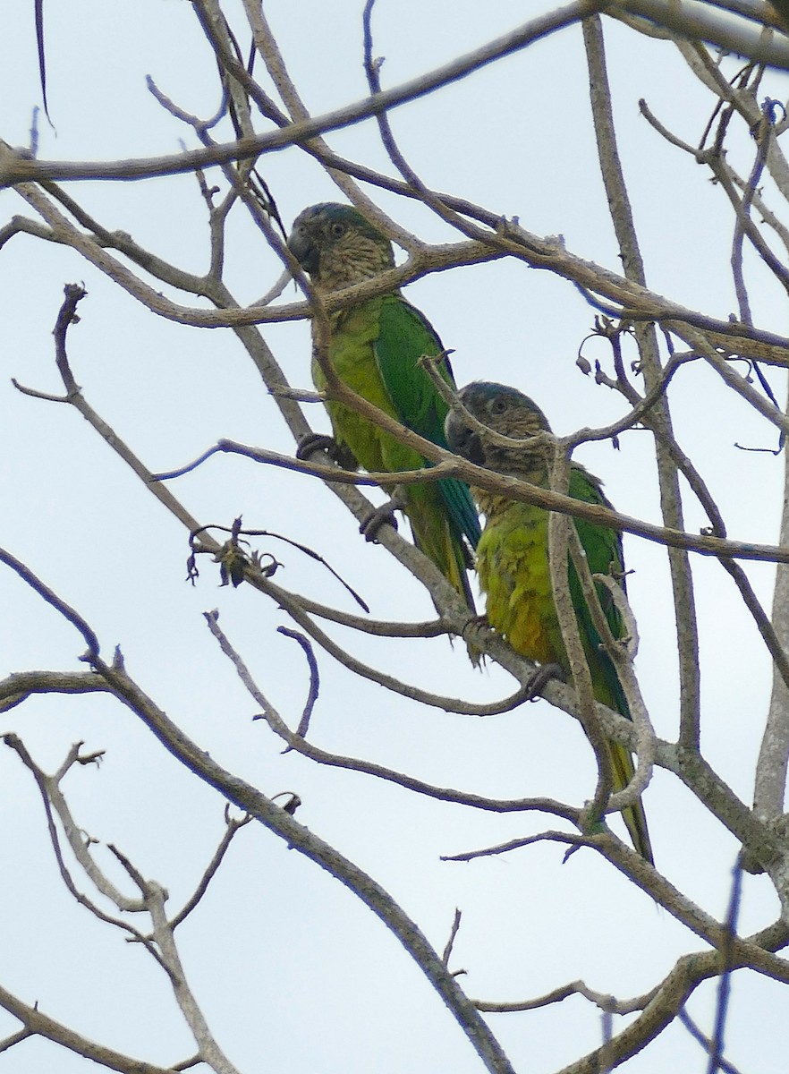 Brown-throated Parakeet (Brown-throated) - ML205511181