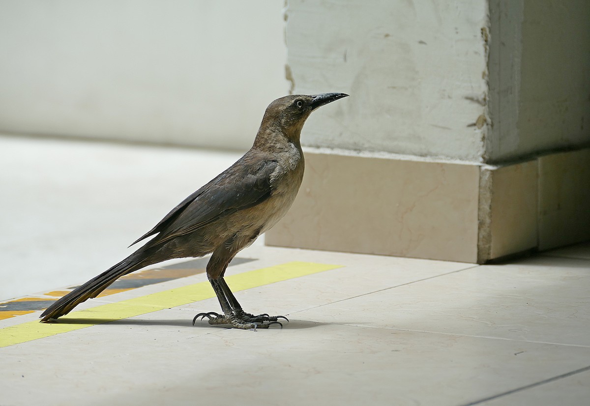Great-tailed Grackle (Great-tailed) - ML205511211