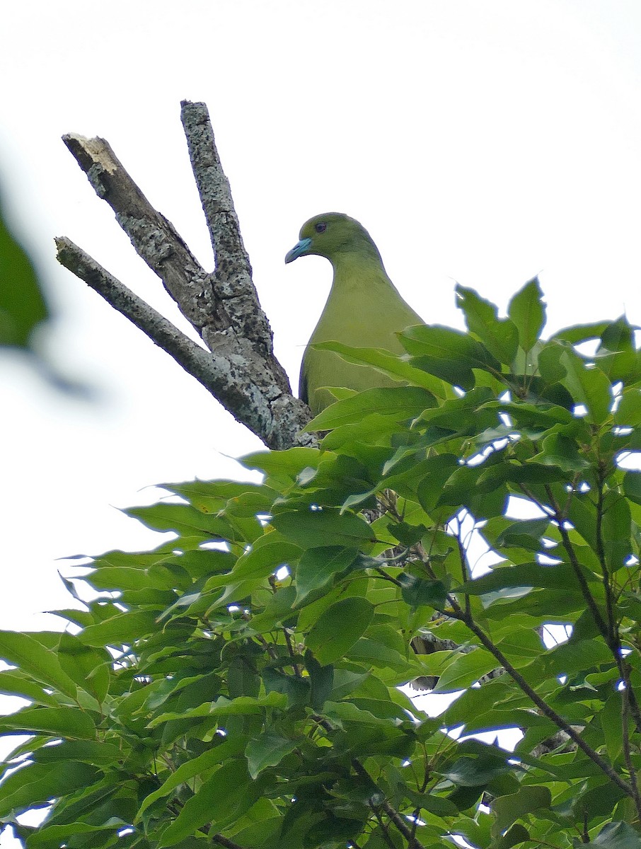 Whistling Green-Pigeon (Ryukyu) - Jens Thalund
