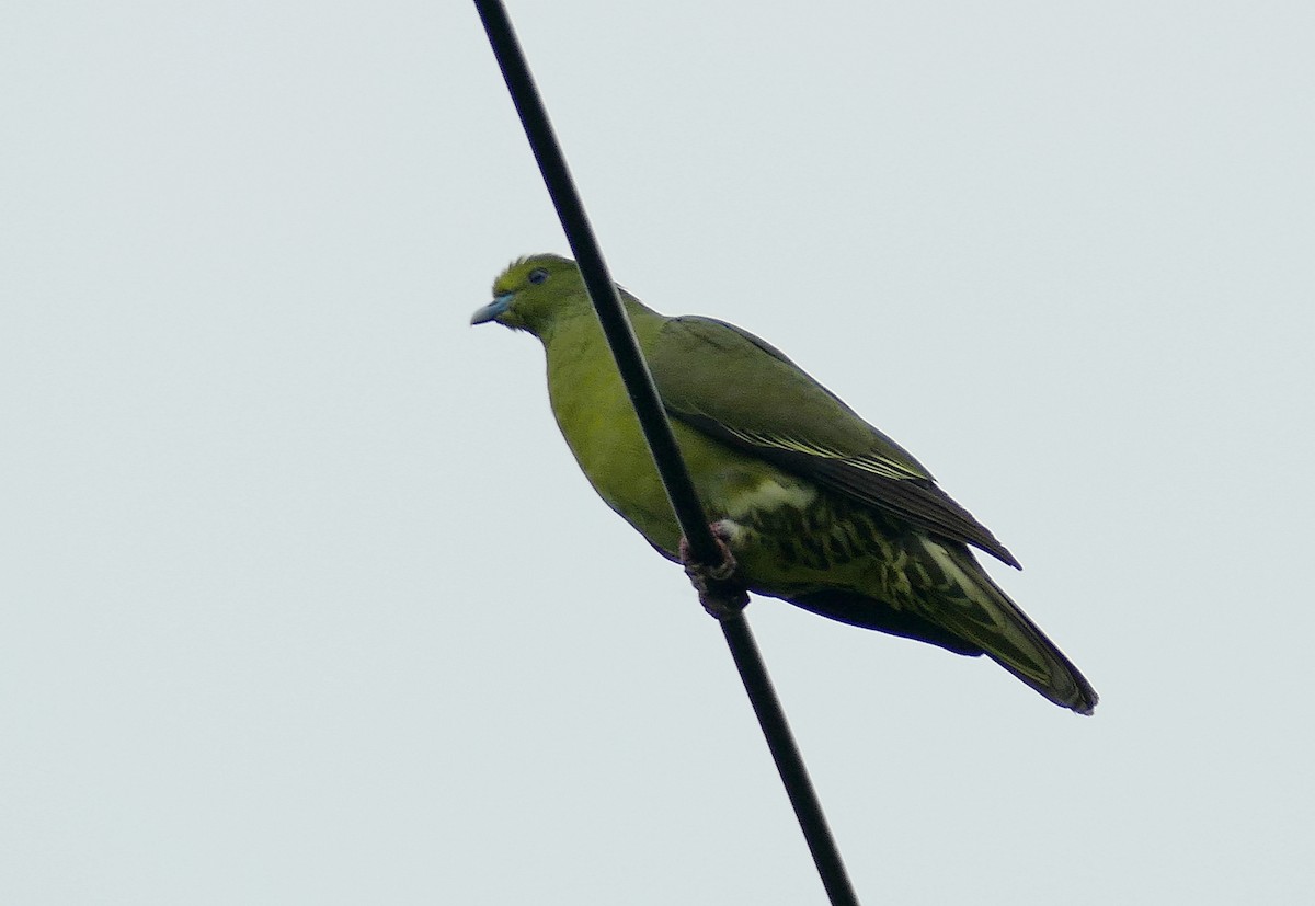 Whistling Green-Pigeon (Ryukyu) - ML205511321