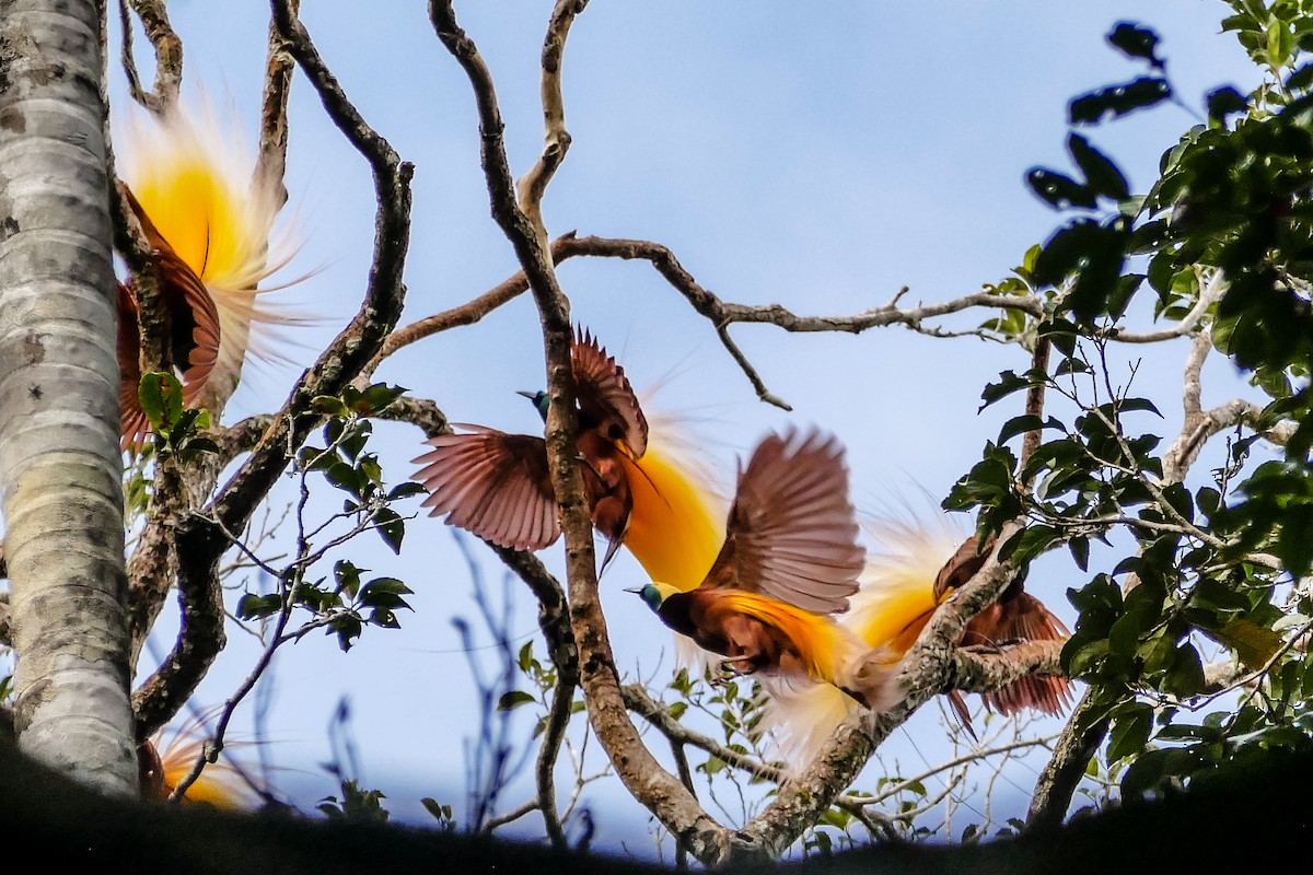 Greater Bird-of-Paradise - Marc Junio