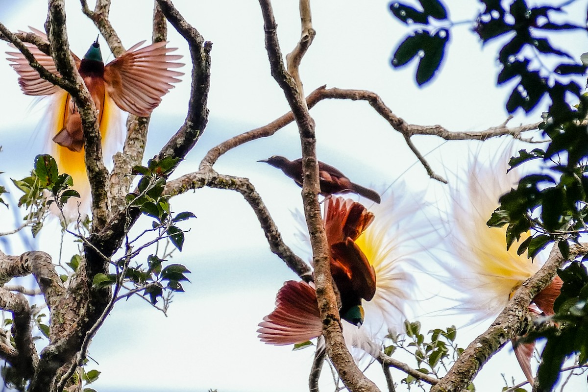 Greater Bird-of-Paradise - Marc Junio