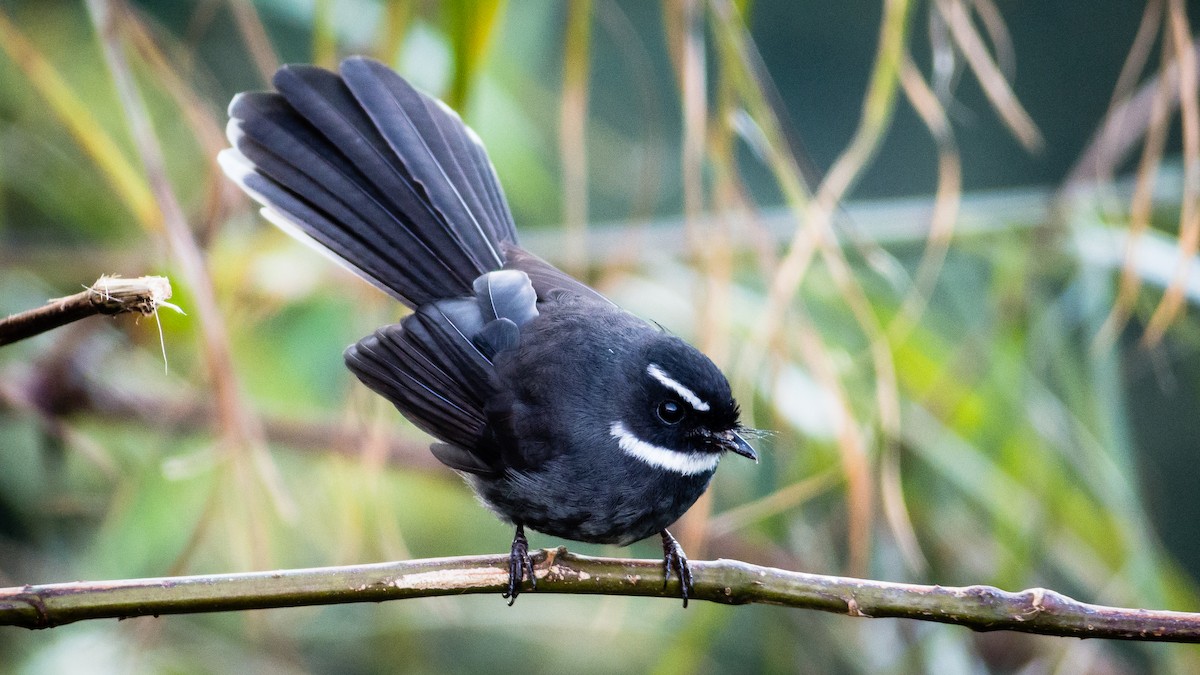 White-throated Fantail - Marc Junio