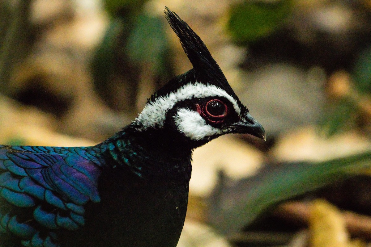 Palawan Peacock-Pheasant - Marc Junio