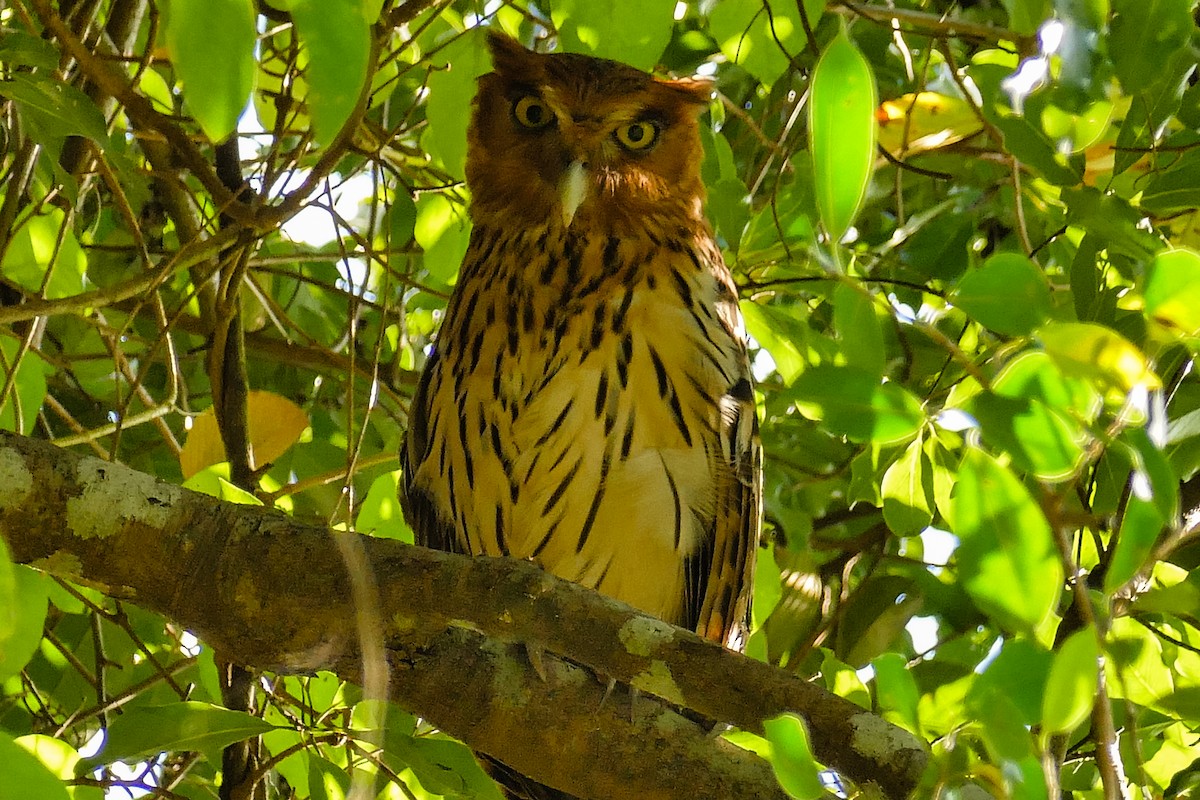 Philippine Eagle-Owl - ML205512101