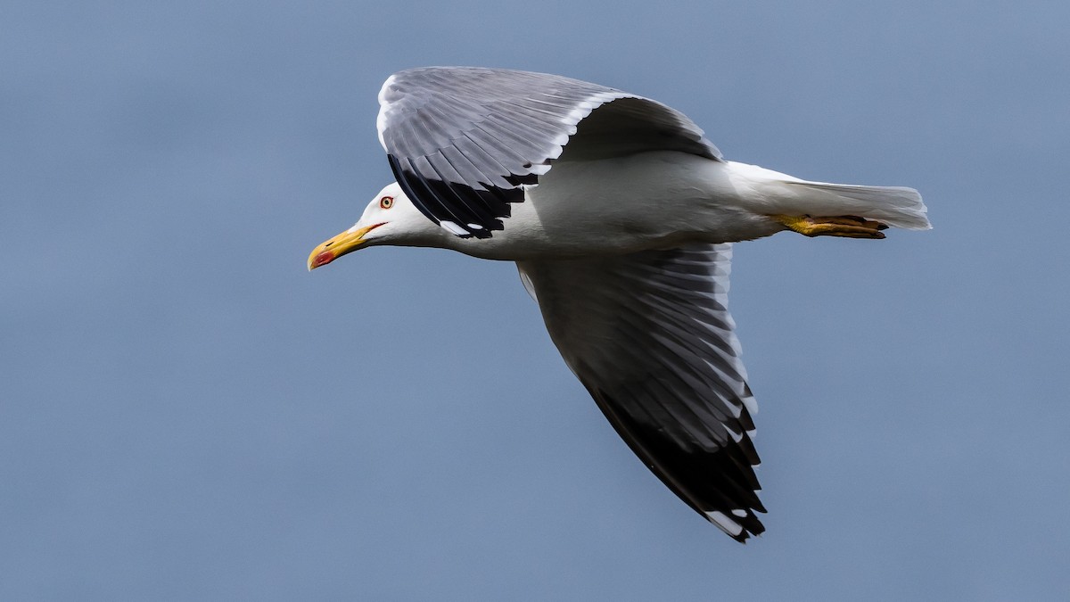 Yellow-legged Gull (michahellis) - Marc Junio