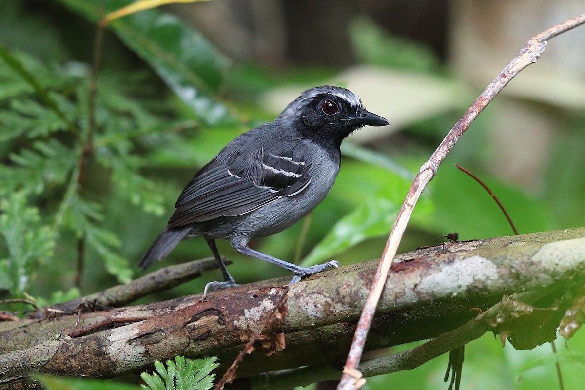 Black-faced Antbird - ML205512591