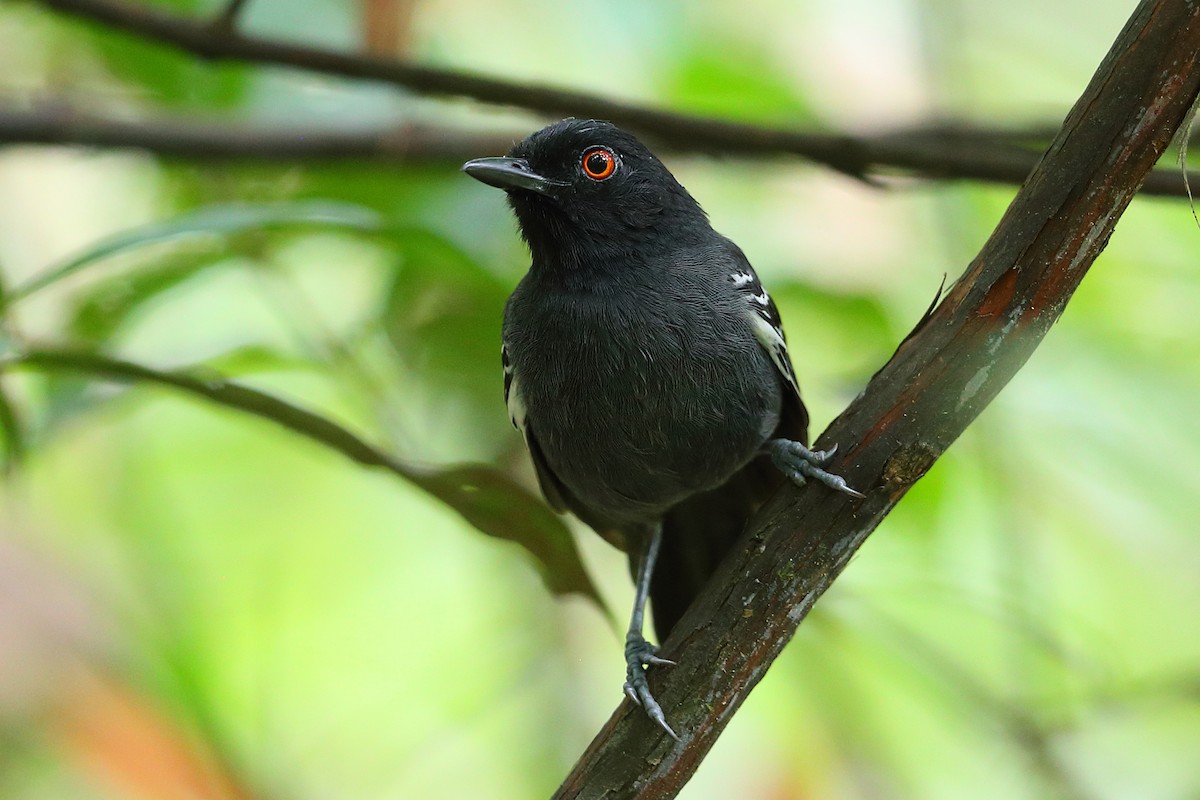 Black-tailed Antbird - ML205512701