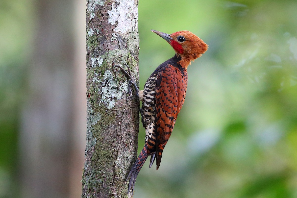Ringed Woodpecker (Amazonian Black-breasted) - Jon Irvine