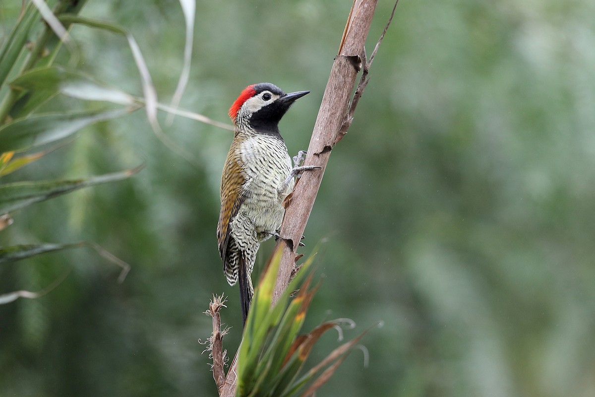 Black-necked Woodpecker - ML205512721