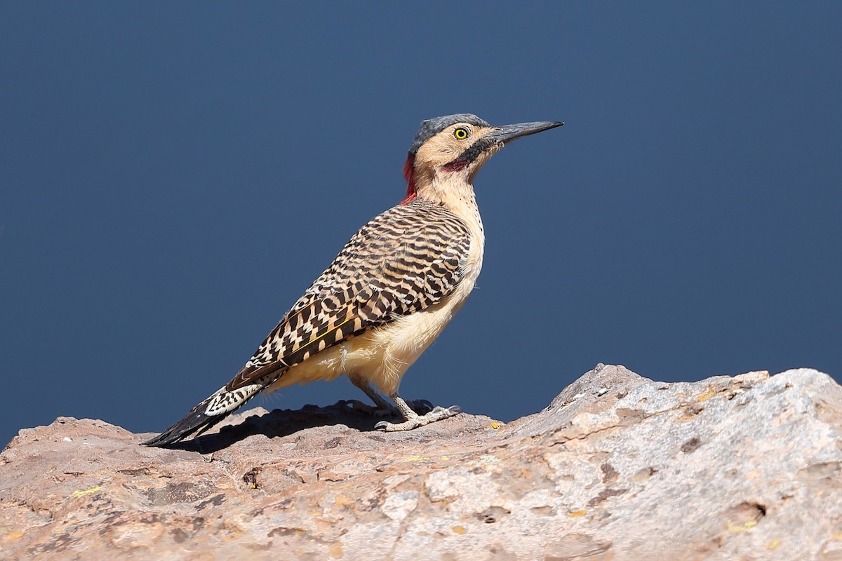 Andean Flicker (Southern) - ML205512731