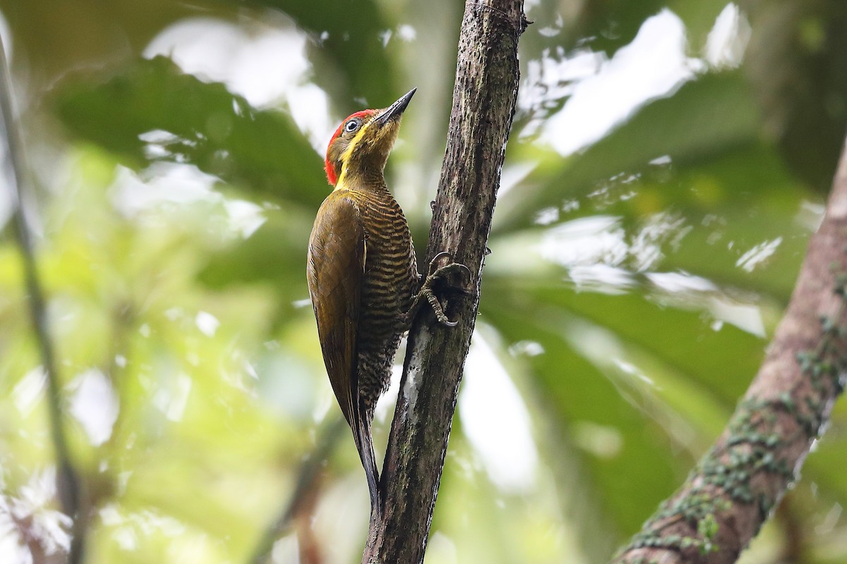 Golden-green Woodpecker (Spot-throated) - Jon Irvine