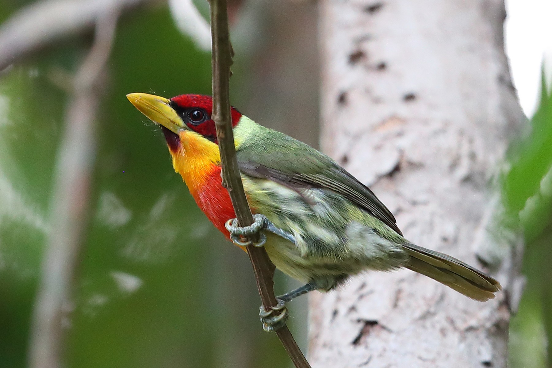 Lemon-throated Barbet (Flame-throated) - eBird