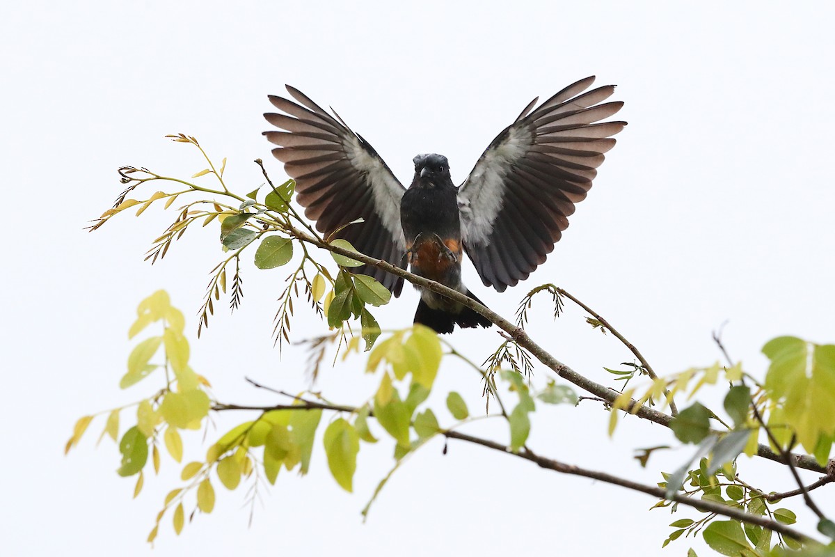 Swallow-winged Puffbird - Jon Irvine