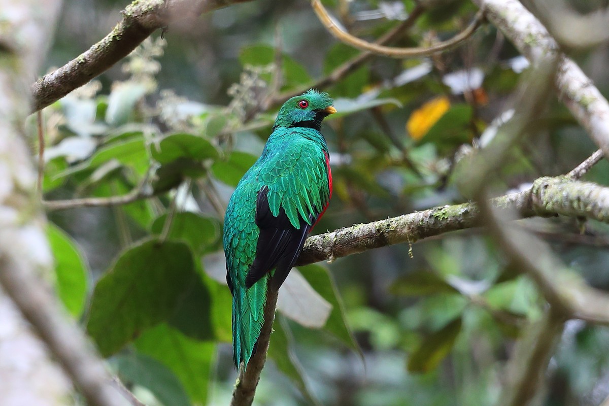 Crested Quetzal - ML205512891