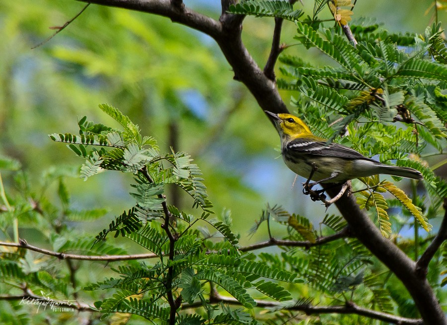 Black-throated Green Warbler - Kitty Aponte