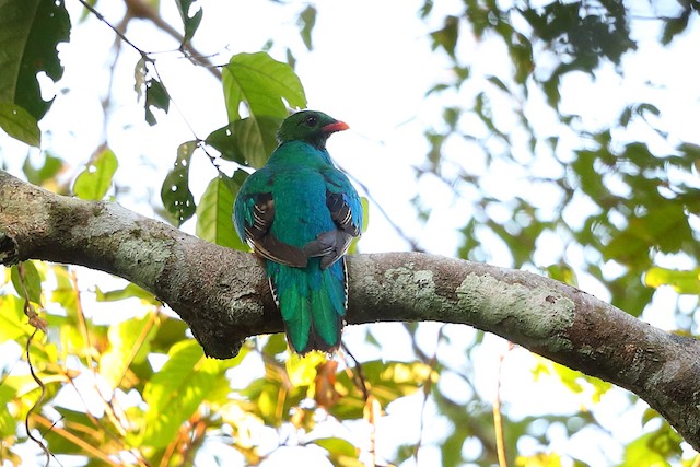 アカハシカザリキヌバネドリ Ebird