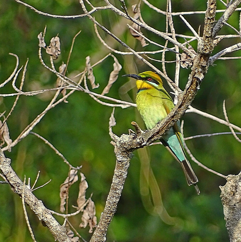 Rainbow Bee-eater - Jens Thalund