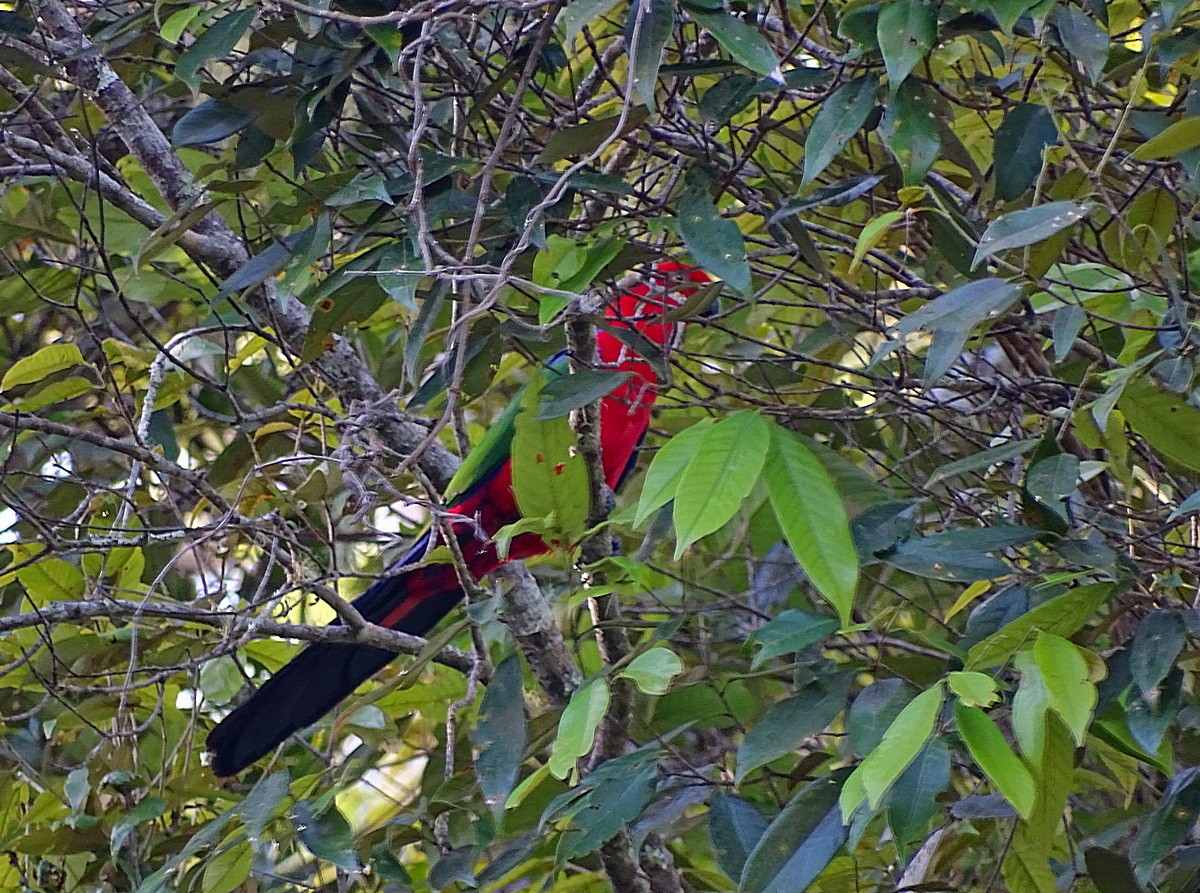 Трёхцветный попугай - ML205513061