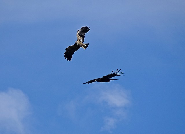 Black Eagle (Ictinaetus malaiensis) · iNaturalist Canada