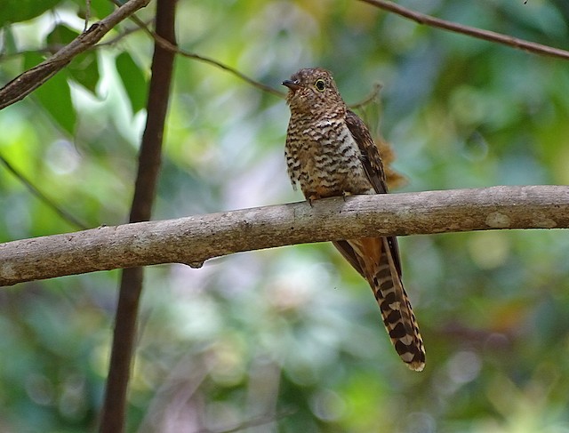 Moluccan Cuckoo
