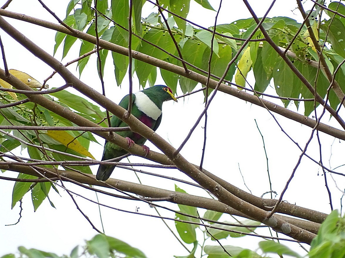 White-breasted Fruit-Dove - ML205513201
