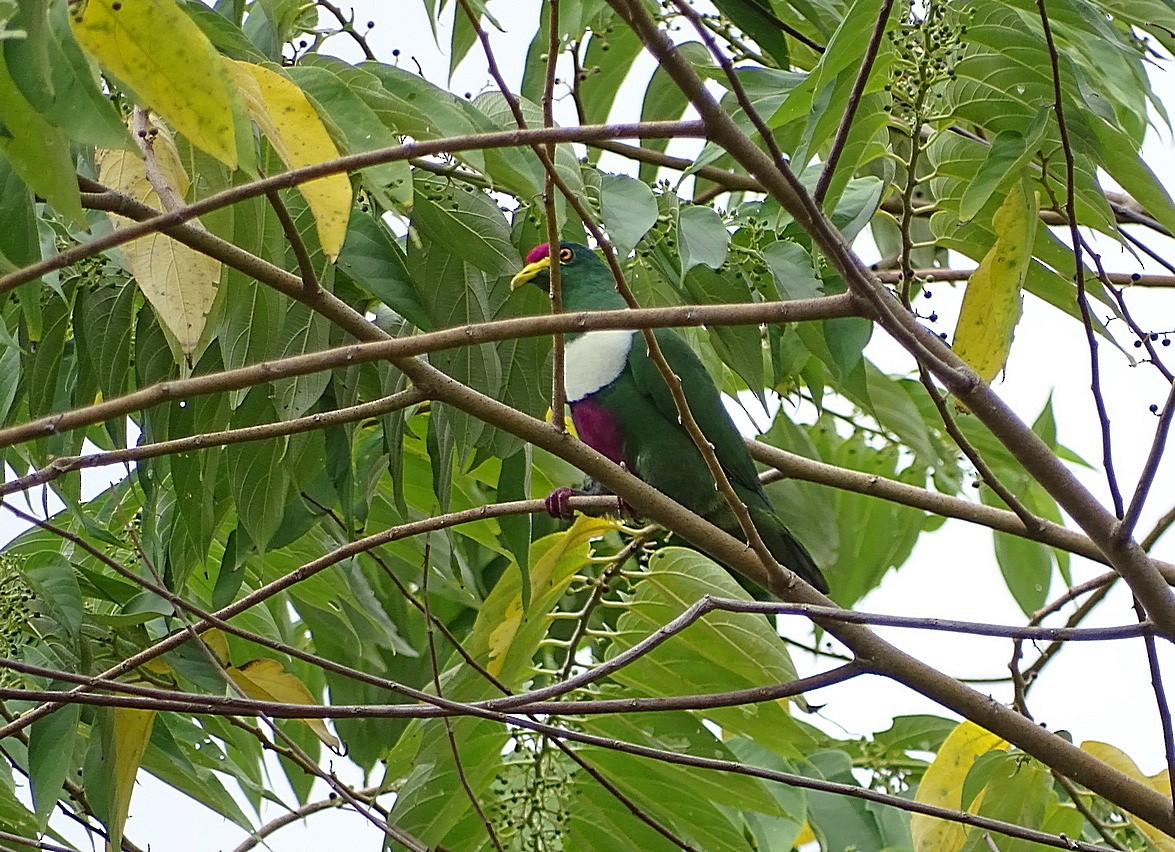 White-breasted Fruit-Dove - ML205513211