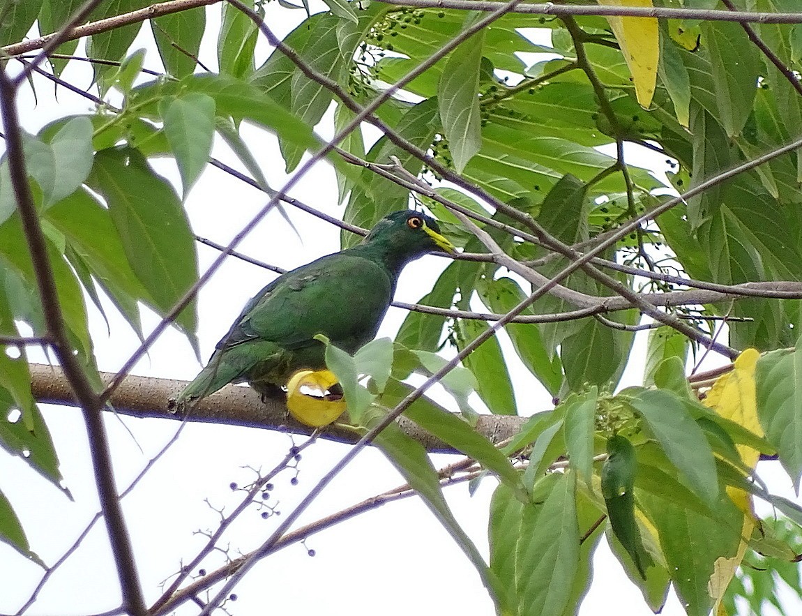 White-breasted Fruit-Dove - ML205513221