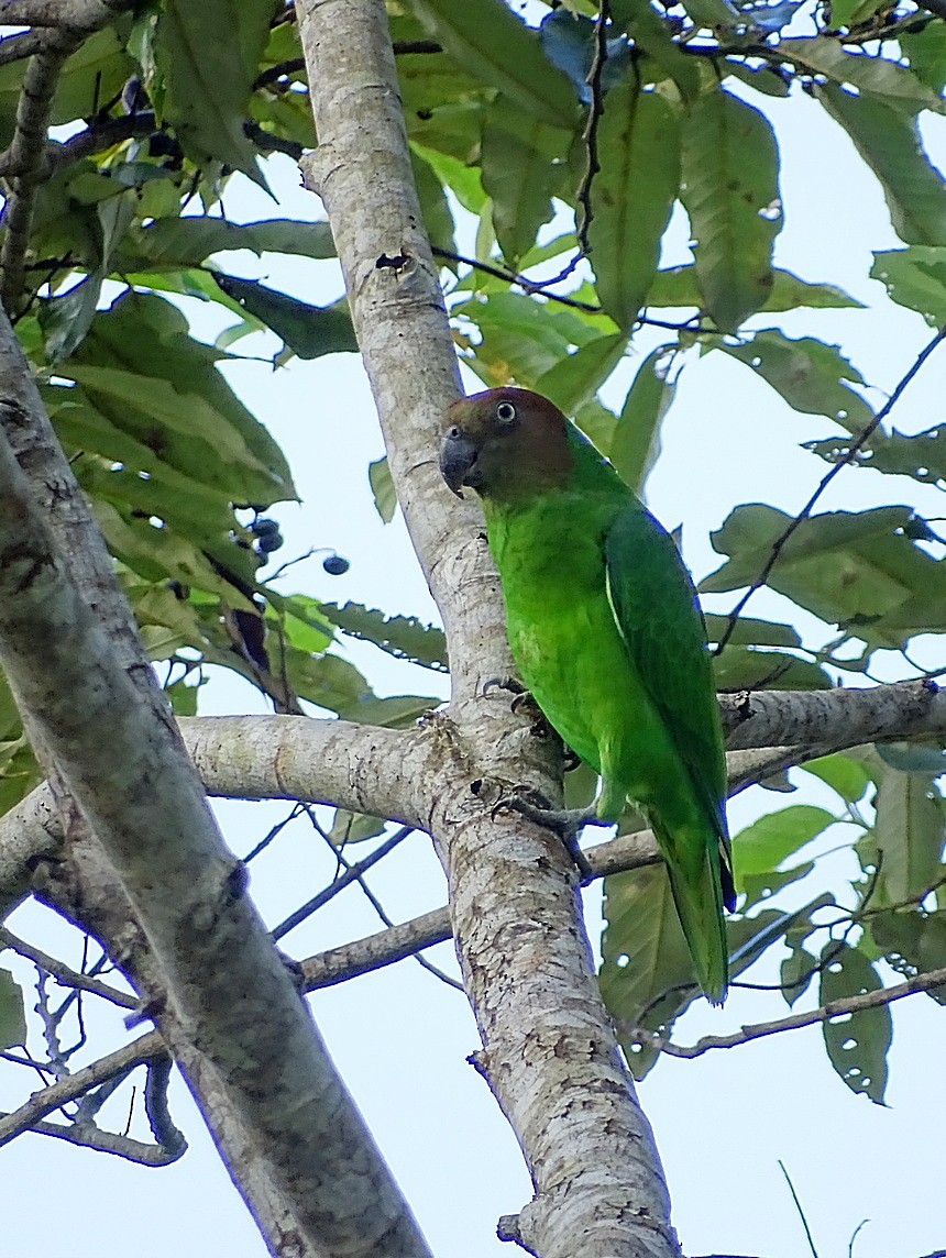 Red-cheeked Parrot - ML205513301