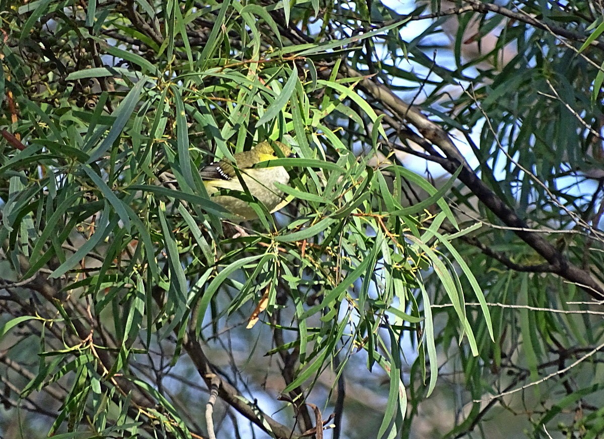 Forty-spotted Pardalote - ML205513431