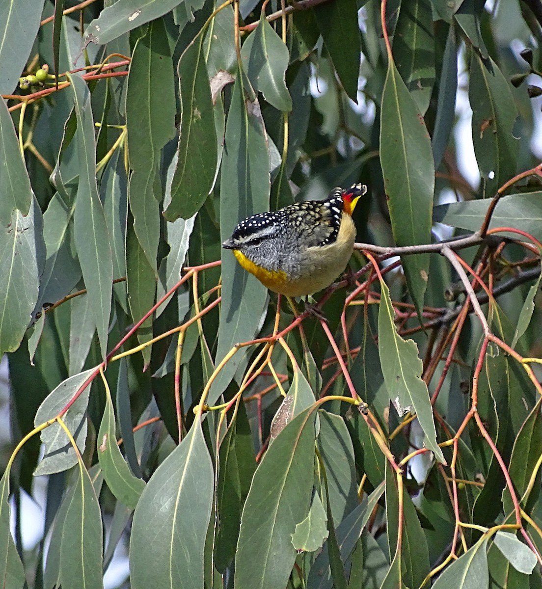 Spotted Pardalote (Spotted) - ML205513451