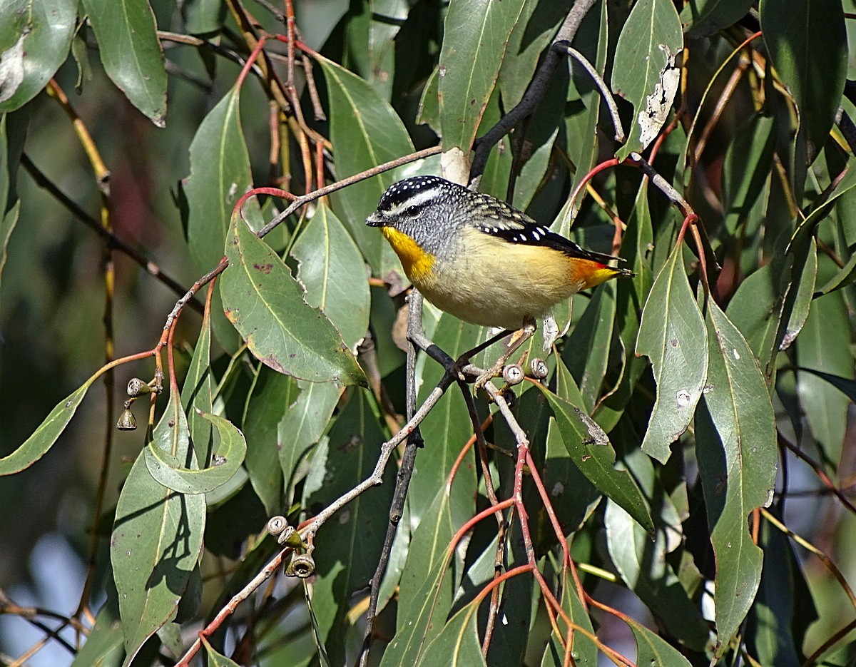 Spotted Pardalote (Spotted) - Jens Thalund