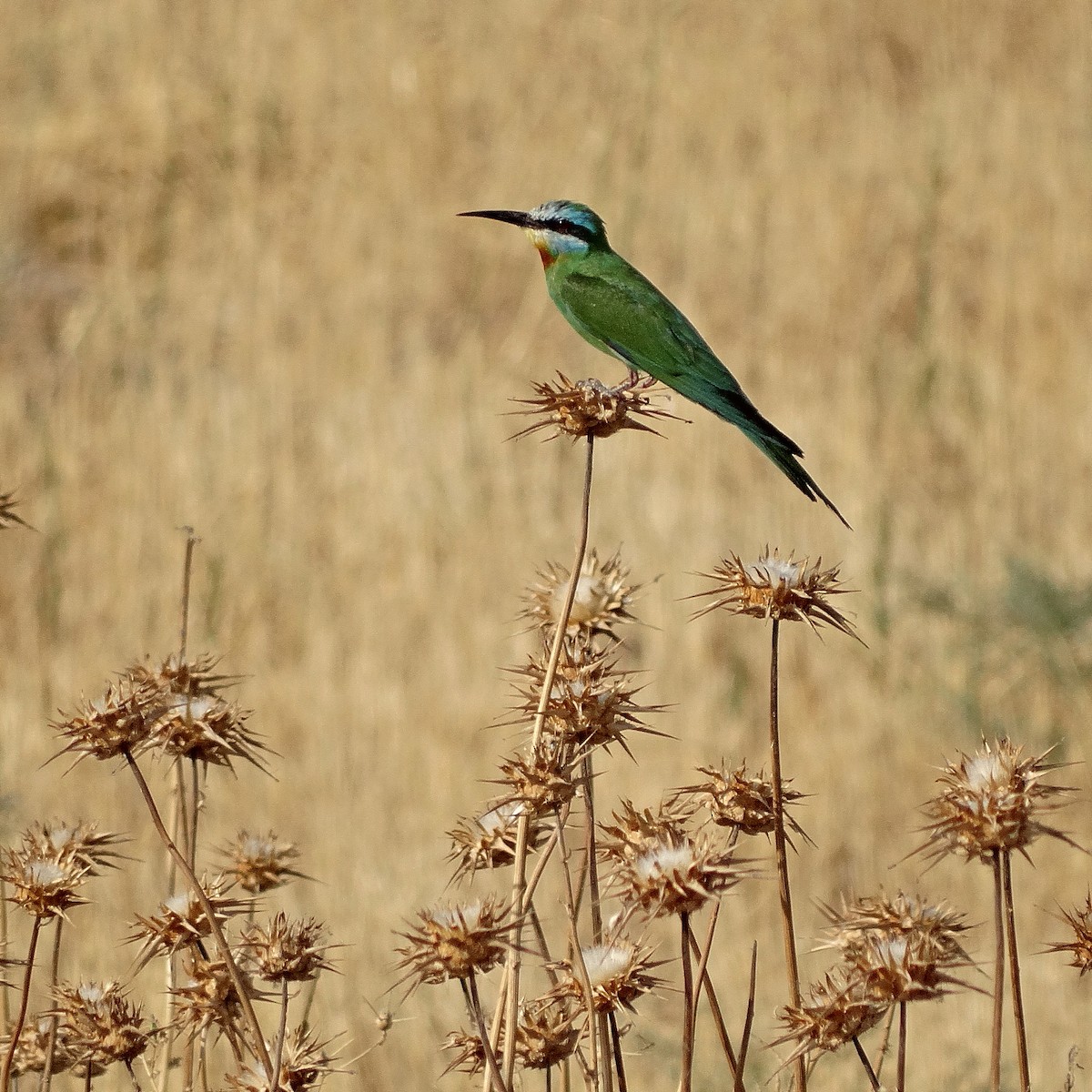 Blue-cheeked Bee-eater - Jens Thalund