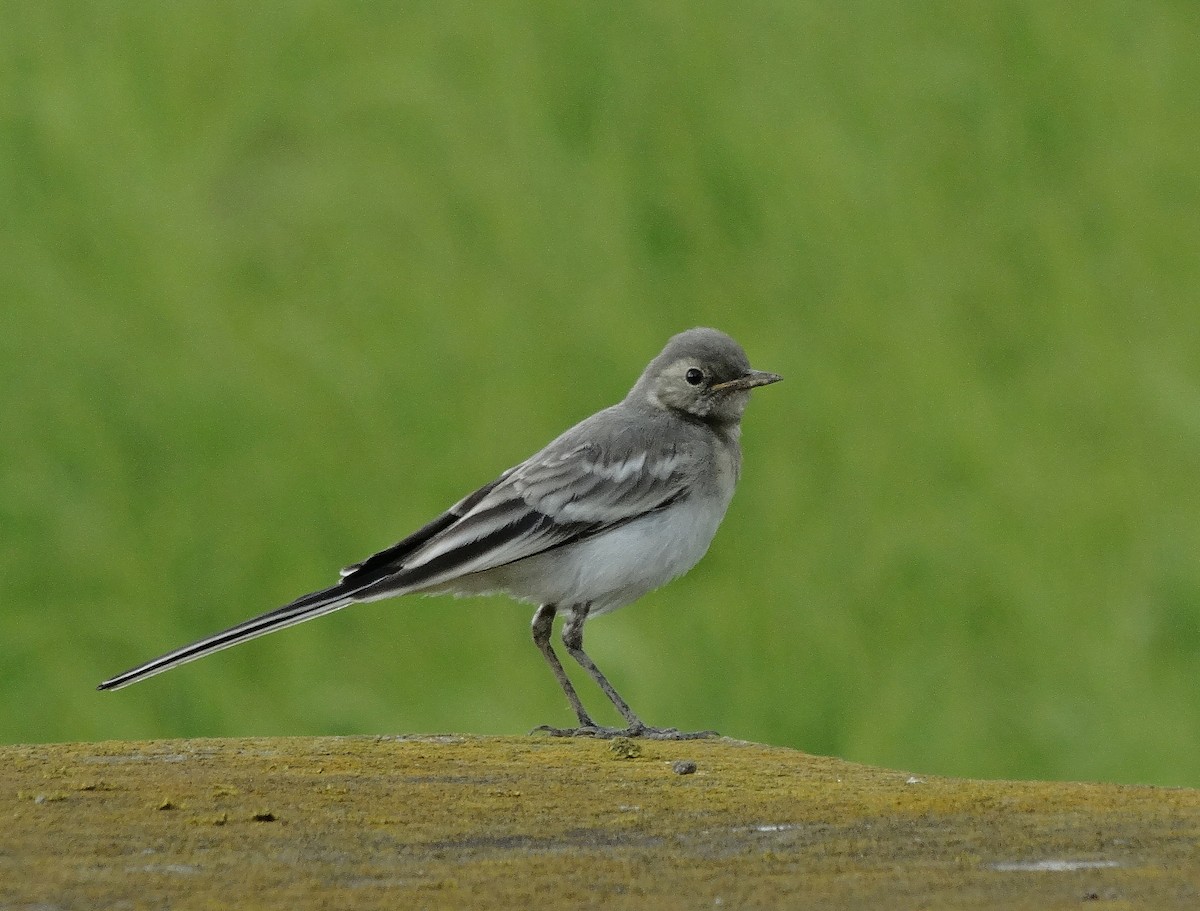 White Wagtail (White-faced) - ML205514291