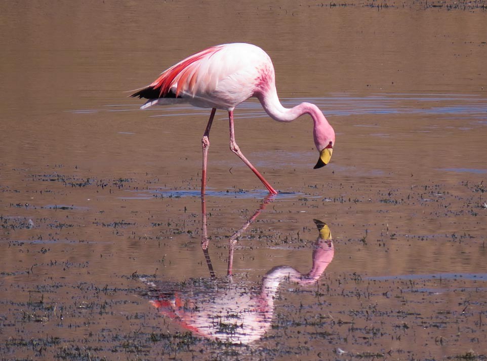 James's Flamingo - ML205514551
