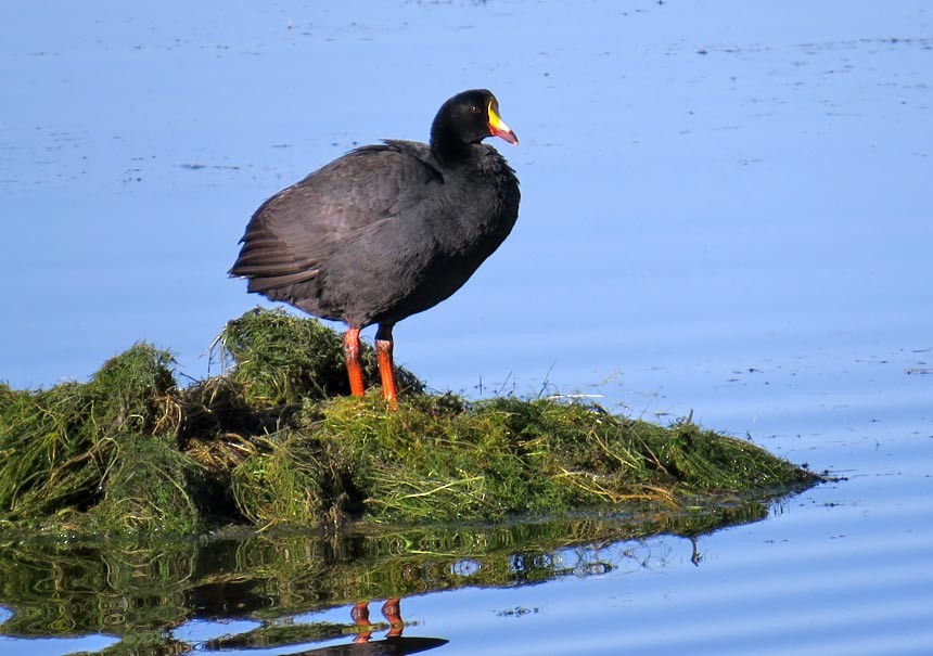 Giant Coot - ML205514581