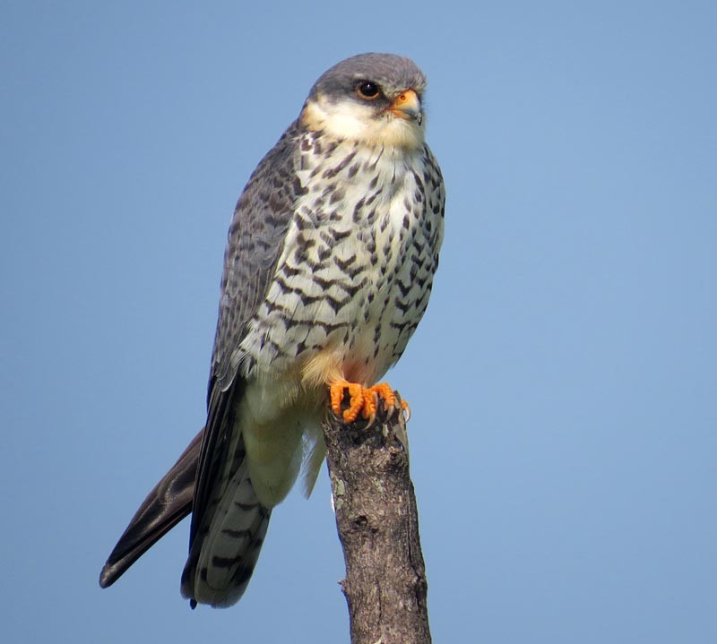 Amur Falcon - Peter Boesman
