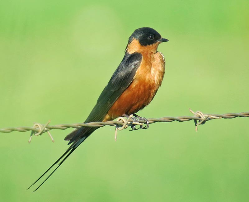 Rufous-chested Swallow - Peter Boesman