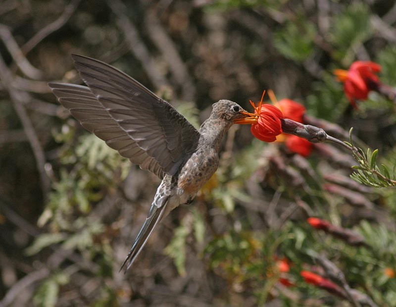 Giant Hummingbird - Peter Boesman