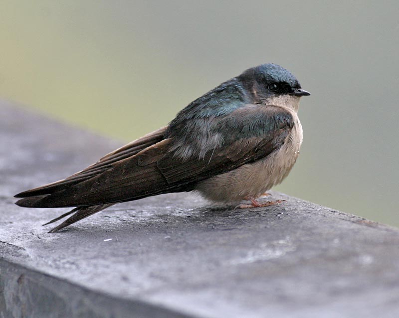 Brown-bellied Swallow - Peter Boesman