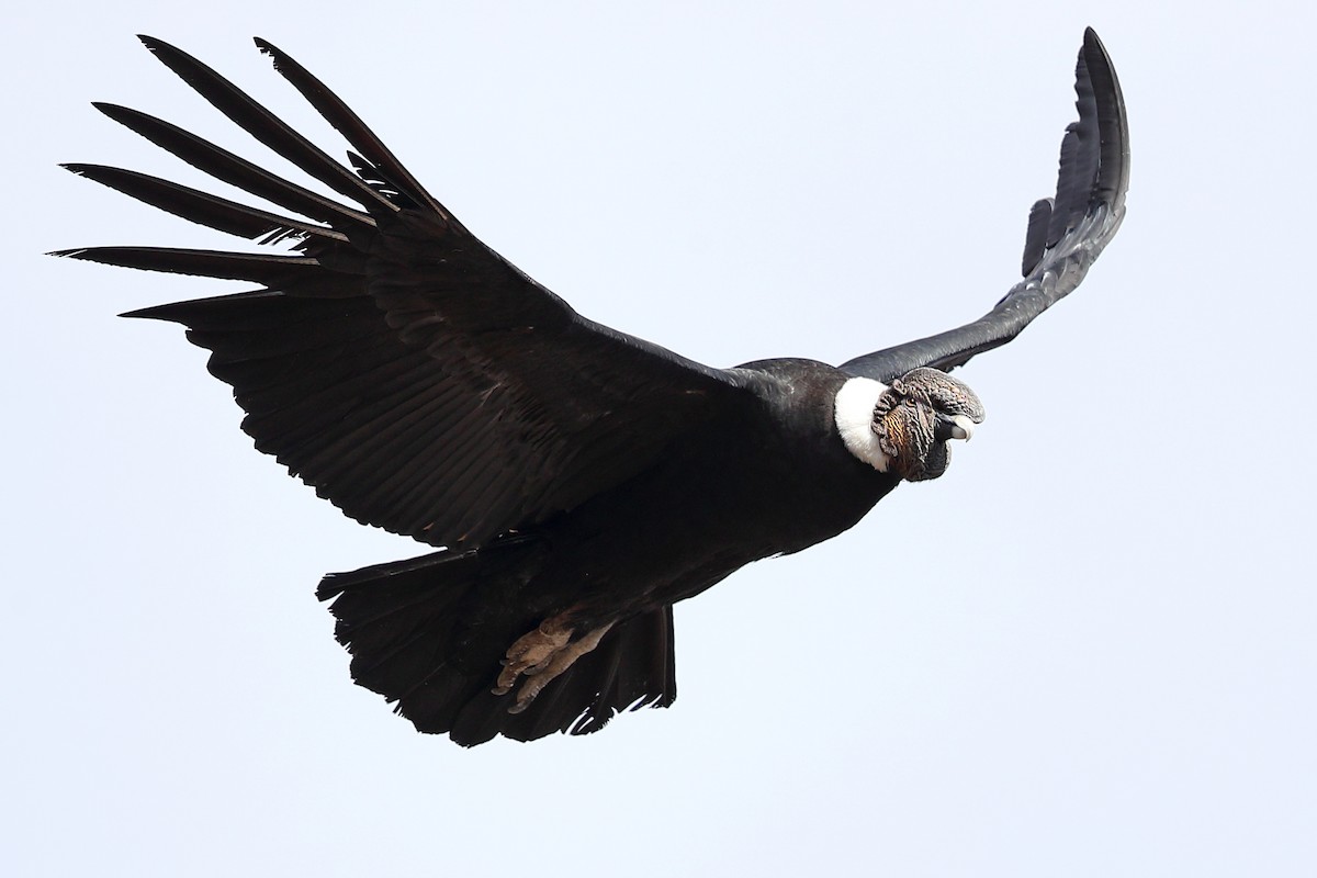 Andean Condor - Jon Irvine