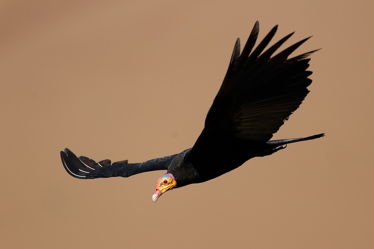 Greater Yellow-headed Vulture - Jon Irvine