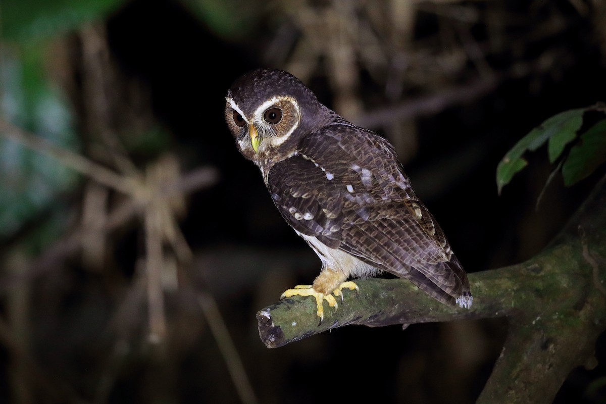 Mottled Owl (Amazonian) - Jon Irvine