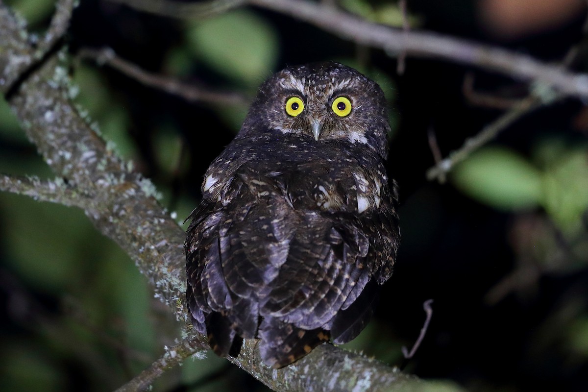 White-throated Screech-Owl - Jon Irvine