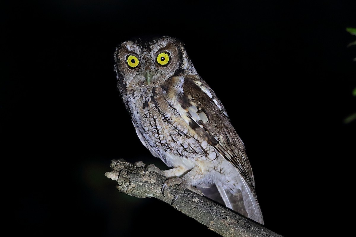 Peruvian Screech-Owl - Jon Irvine