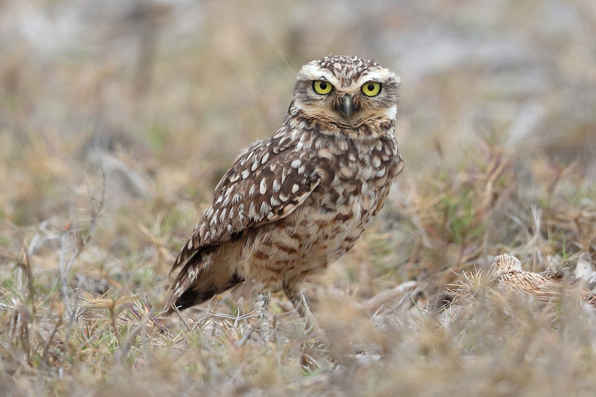 Burrowing Owl (Littoral) - Jon Irvine